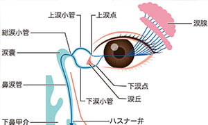 涙が出る仕組み