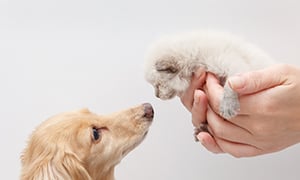 私のルールはあなたのルール？