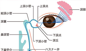 涙が出る仕組み